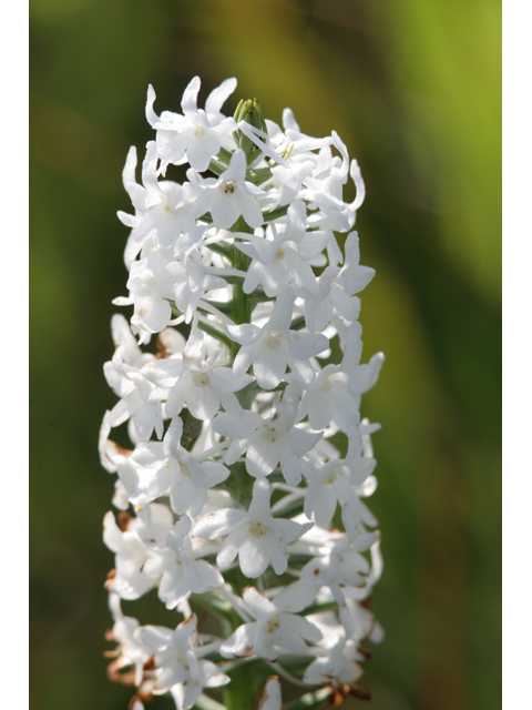 Platanthera nivea (Snowy orchid) #36559