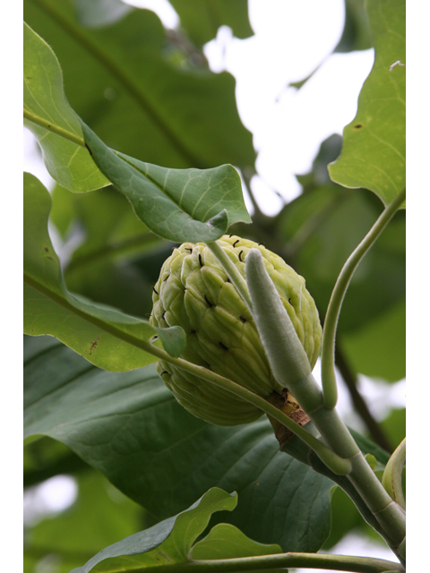 Magnolia macrophylla (Bigleaf magnolia) #36563