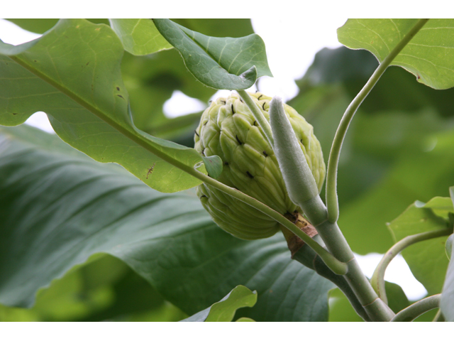 Magnolia macrophylla (Bigleaf magnolia) #36564