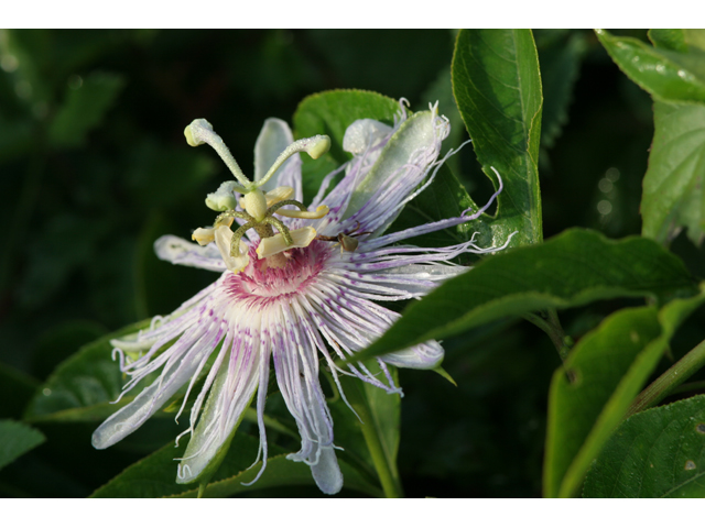 Passiflora incarnata (Maypop) #36569
