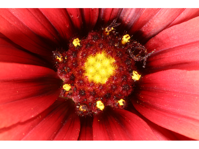 Gaillardia amblyodon (Maroon blanketflower) #36580