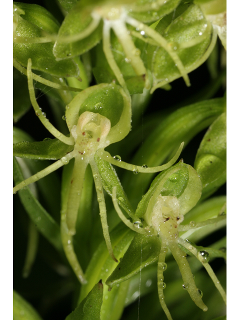 Habenaria repens (Waterspider bog orchid) #36627