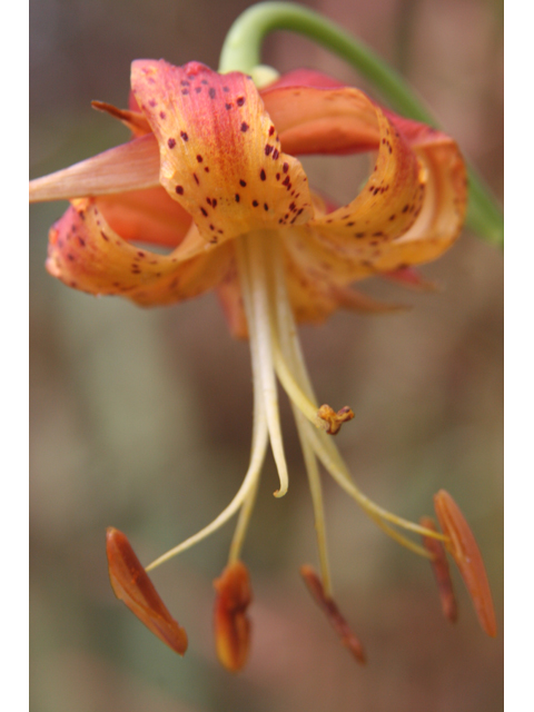 Lilium michauxii (Carolina lily) #36629