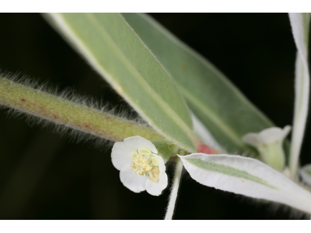 Euphorbia bicolor (Snow on the prairie) #36632