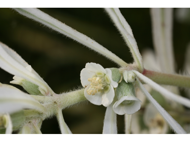 Euphorbia bicolor (Snow on the prairie) #36633