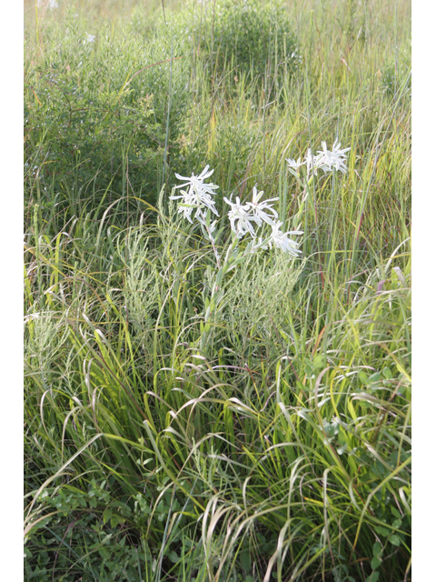 Euphorbia bicolor (Snow on the prairie) #36643