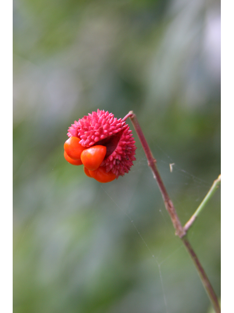 Euonymus americanus (American strawberry bush) #36646