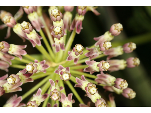 Asclepias longifolia (Longleaf milkweed) #36648