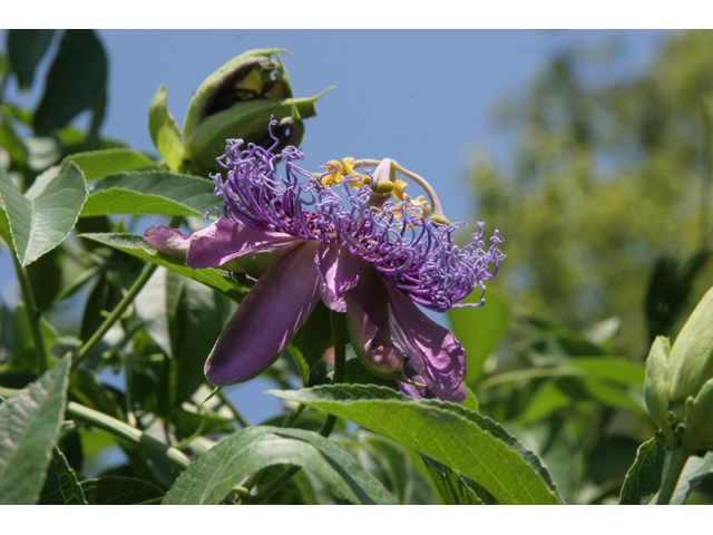 Passiflora incarnata (Maypop) #36665