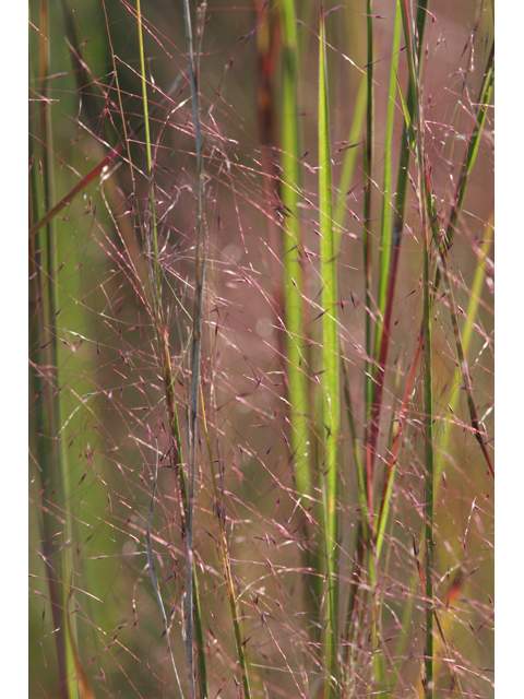 Muhlenbergia capillaris (Gulf muhly) #36672