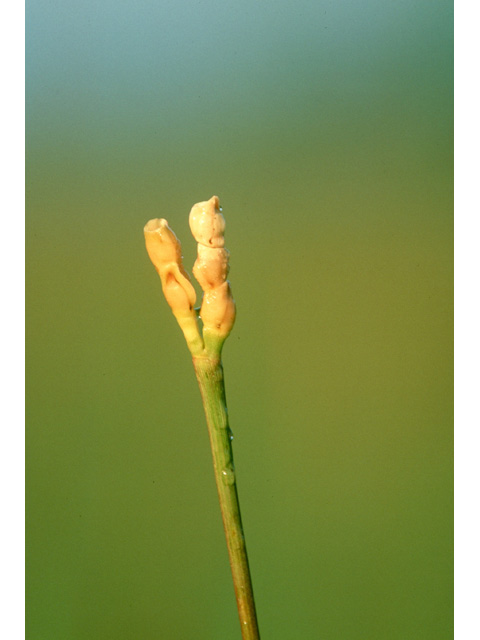 Tripsacum dactyloides (Eastern gamagrass) #36782