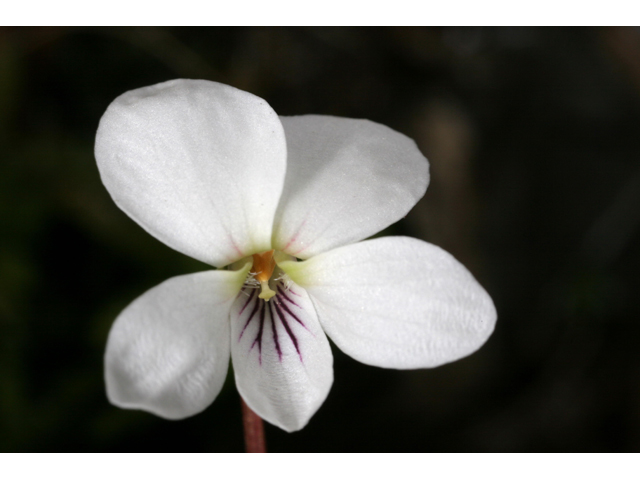 Viola primulifolia (Primrose-leaf hybrid violet) #36784