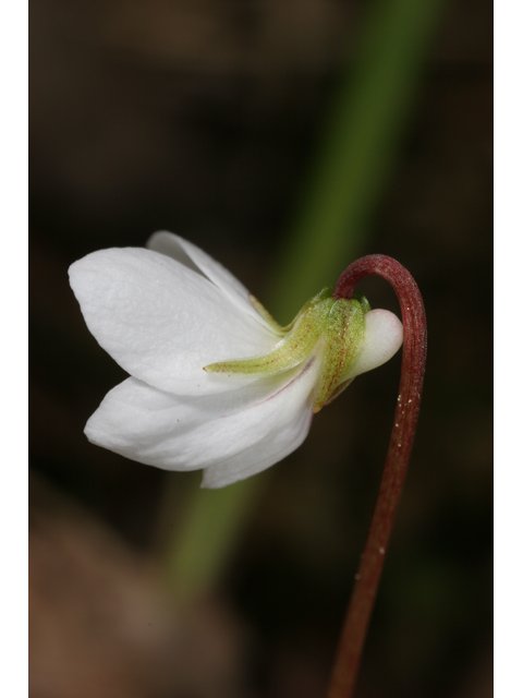Viola primulifolia (Primrose-leaf hybrid violet) #36785