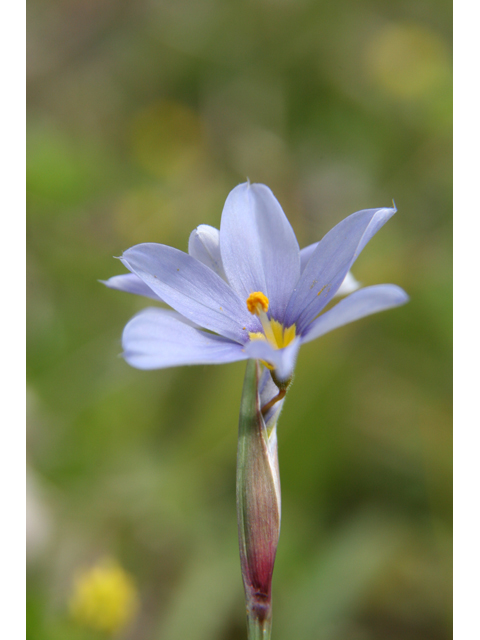 Sisyrinchium angustifolium (Narrowleaf blue-eyed grass) #36807