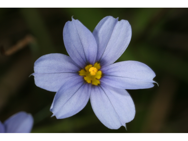 Sisyrinchium angustifolium (Narrowleaf blue-eyed grass) #36808