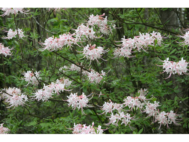 Rhododendron canescens (Mountain azalea) #36810