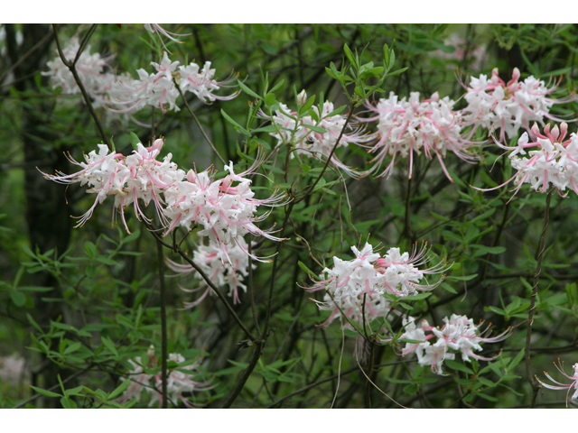 Rhododendron canescens (Mountain azalea) #36811