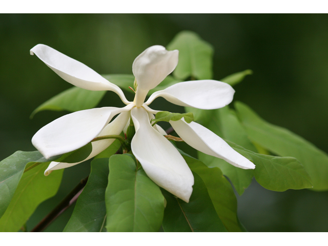 Magnolia pyramidata (Pyramid magnolia) #36820