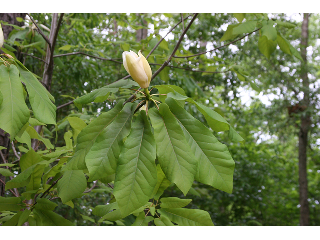 Magnolia pyramidata (Pyramid magnolia) #36821
