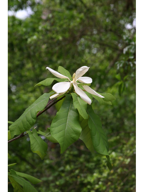 Magnolia pyramidata (Pyramid magnolia) #36825
