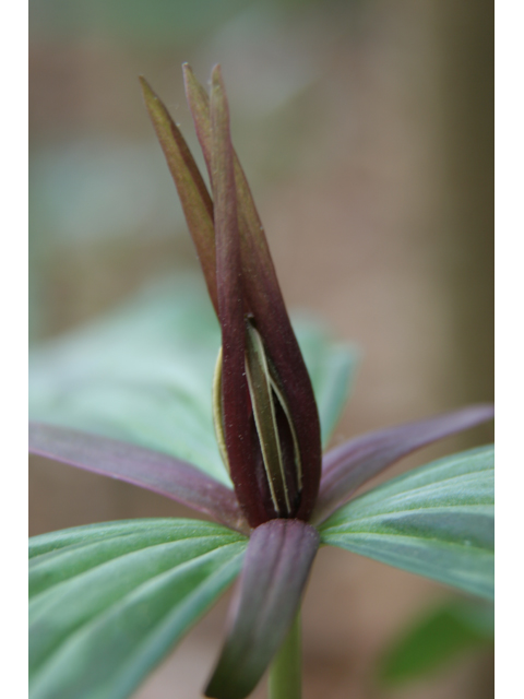 Trillium gracile (Slender trillium) #36828