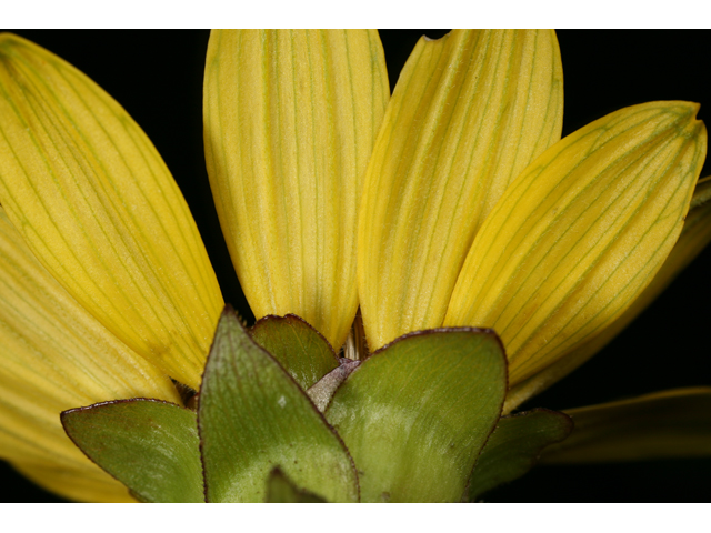 Silphium gracile (Slender rosinweed) #36836