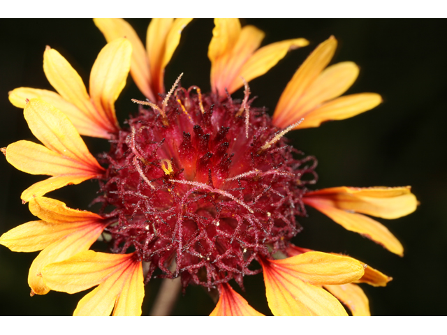 Gaillardia aestivalis var. aestivalis (Lanceleaf blanketflower) #36838