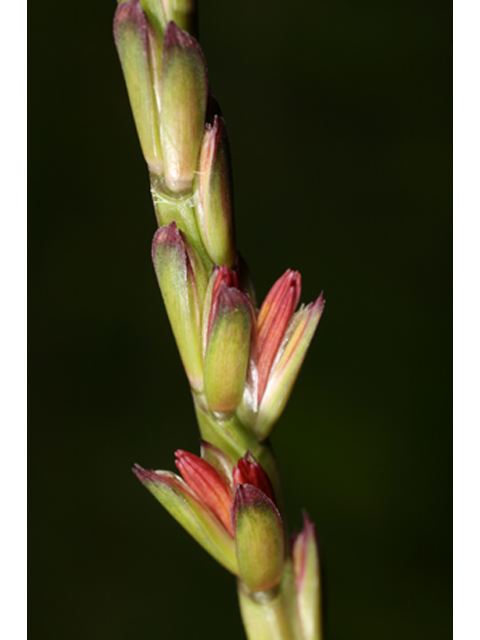 Tripsacum dactyloides (Eastern gamagrass) #36840
