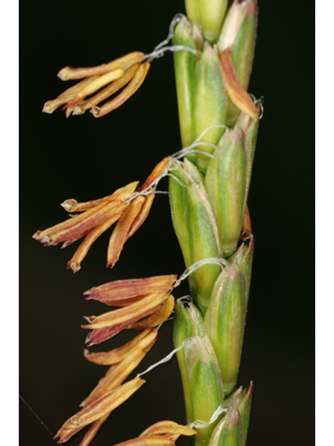 Tripsacum dactyloides (Eastern gamagrass) #36845