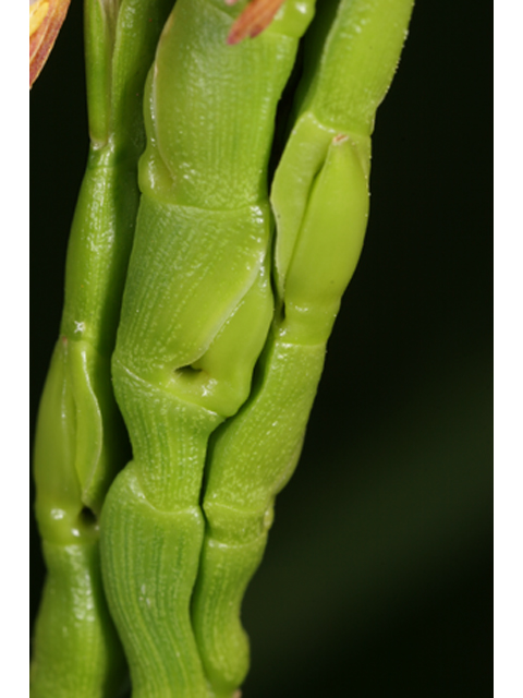 Tripsacum dactyloides (Eastern gamagrass) #36846