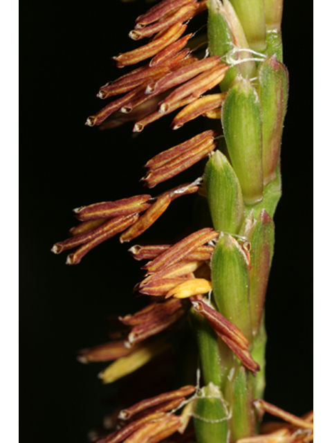 Tripsacum dactyloides (Eastern gamagrass) #36847