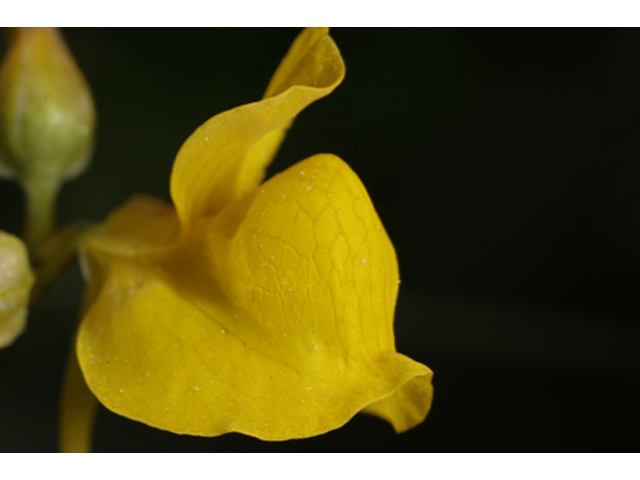 Utricularia cornuta (Horned bladderwort) #36858