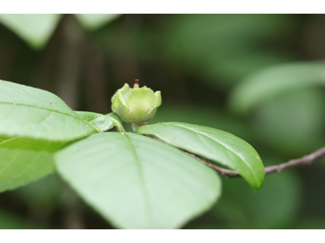 Stewartia malacodendron (Silky camellia) #36868