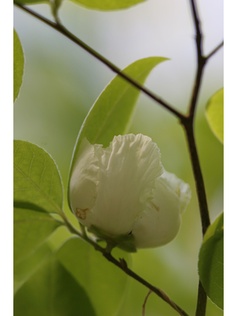 Stewartia malacodendron (Silky camellia) #36875