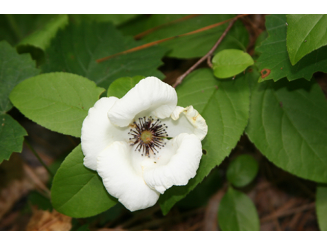 Stewartia malacodendron (Silky camellia) #36876