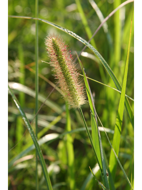 Setaria parviflora (Marsh bristlegrass) #36889