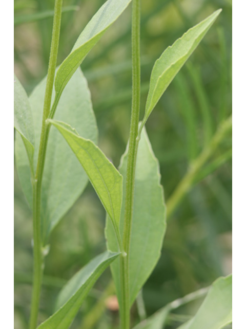 Rudbeckia grandiflora (Rough coneflower) #36901