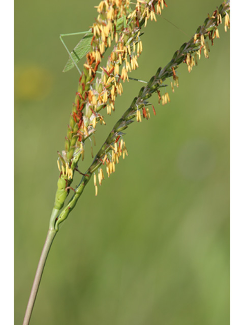 Tripsacum dactyloides (Eastern gamagrass) #36905