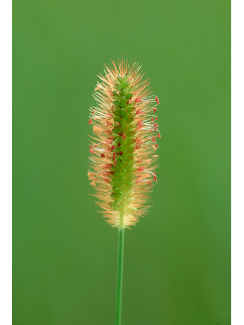 Setaria parviflora (Marsh bristlegrass) #36911