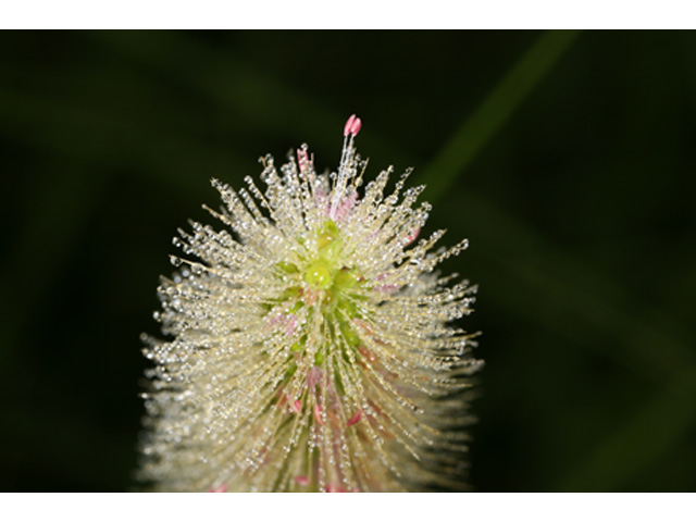 Setaria parviflora (Marsh bristlegrass) #36912