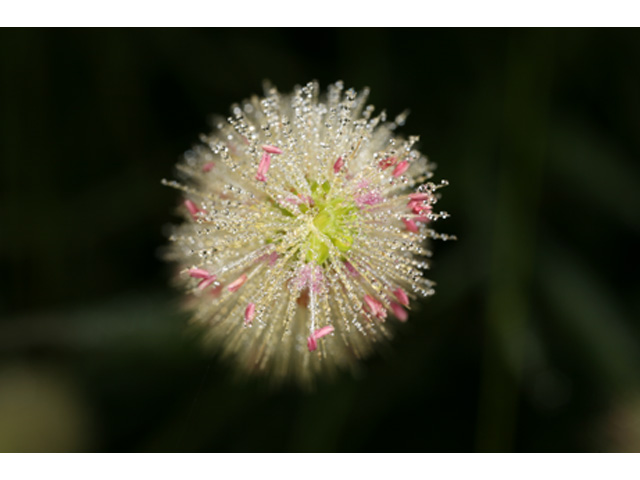 Setaria parviflora (Marsh bristlegrass) #36913