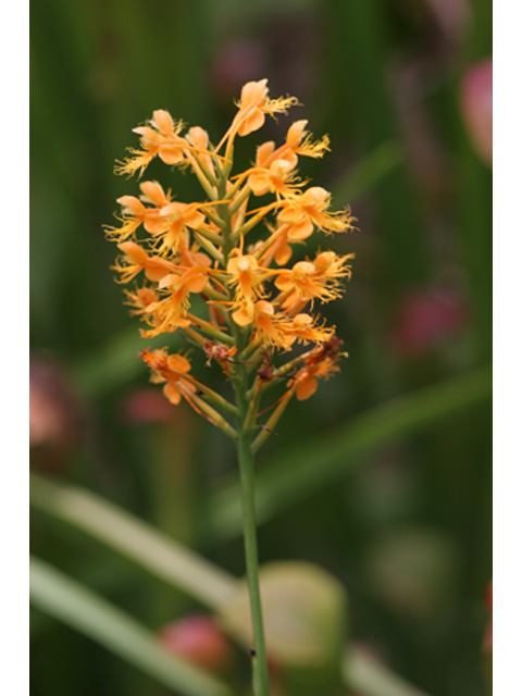 Platanthera chapmanii (Chapman's fringed orchid) #36921
