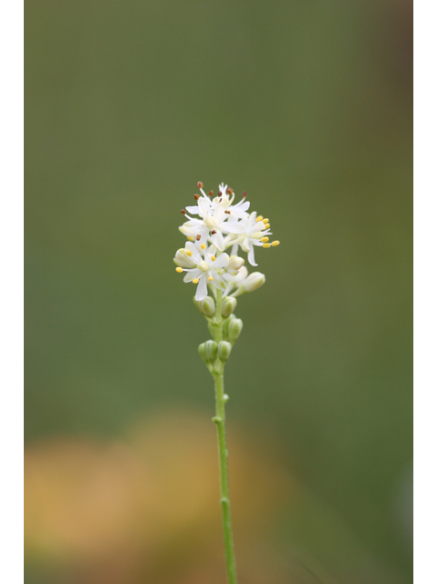 Triantha glutinosa (Sticky tofieldia) #36924