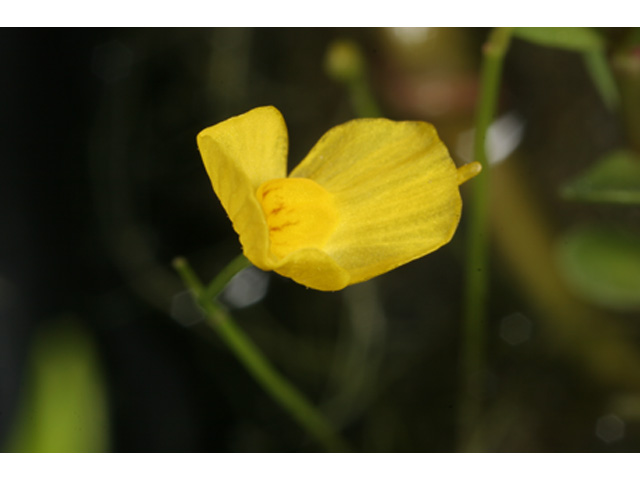 Utricularia gibba (Humped bladderwort) #36928