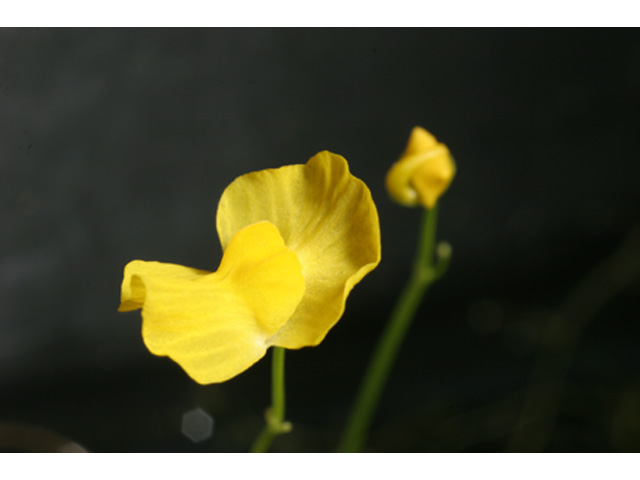 Utricularia gibba (Humped bladderwort) #36931