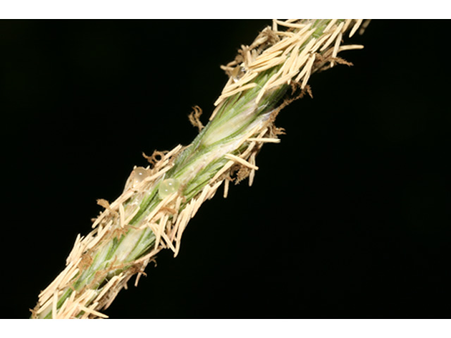 Spartina spartinae (Gulf cordgrass) #36942