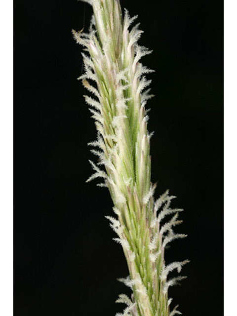 Spartina spartinae (Gulf cordgrass) #36943