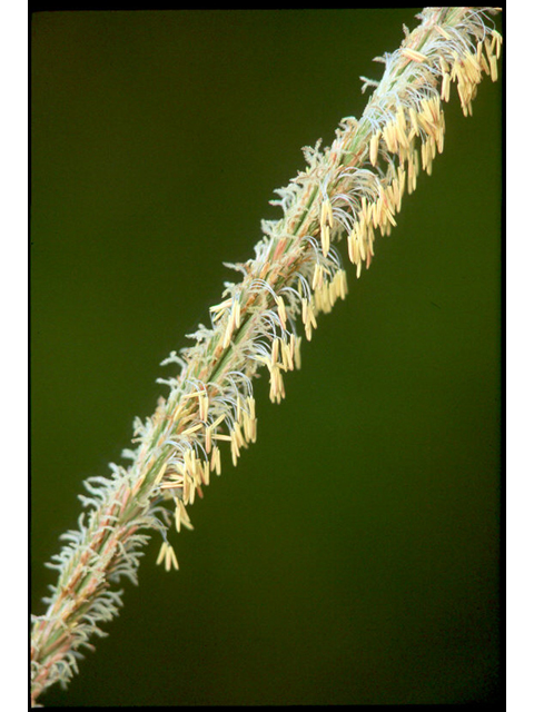 Spartina spartinae (Gulf cordgrass) #36945