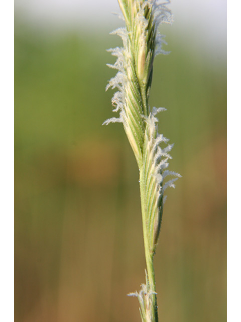 Spartina spartinae (Gulf cordgrass) #36954