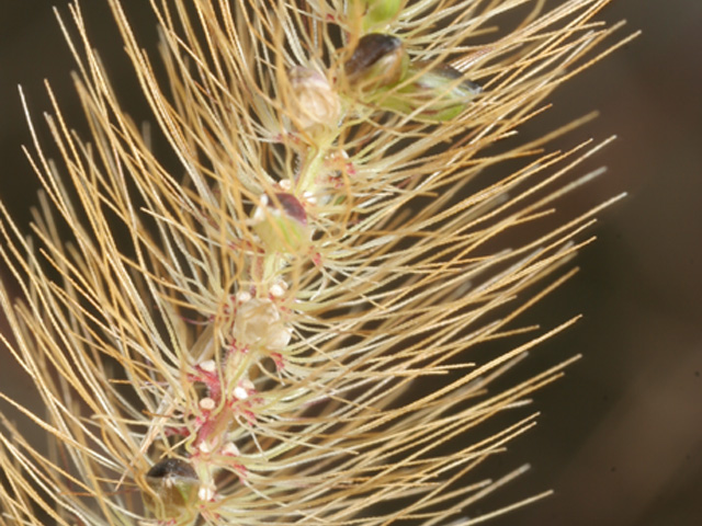 Setaria parviflora (Marsh bristlegrass) #37008